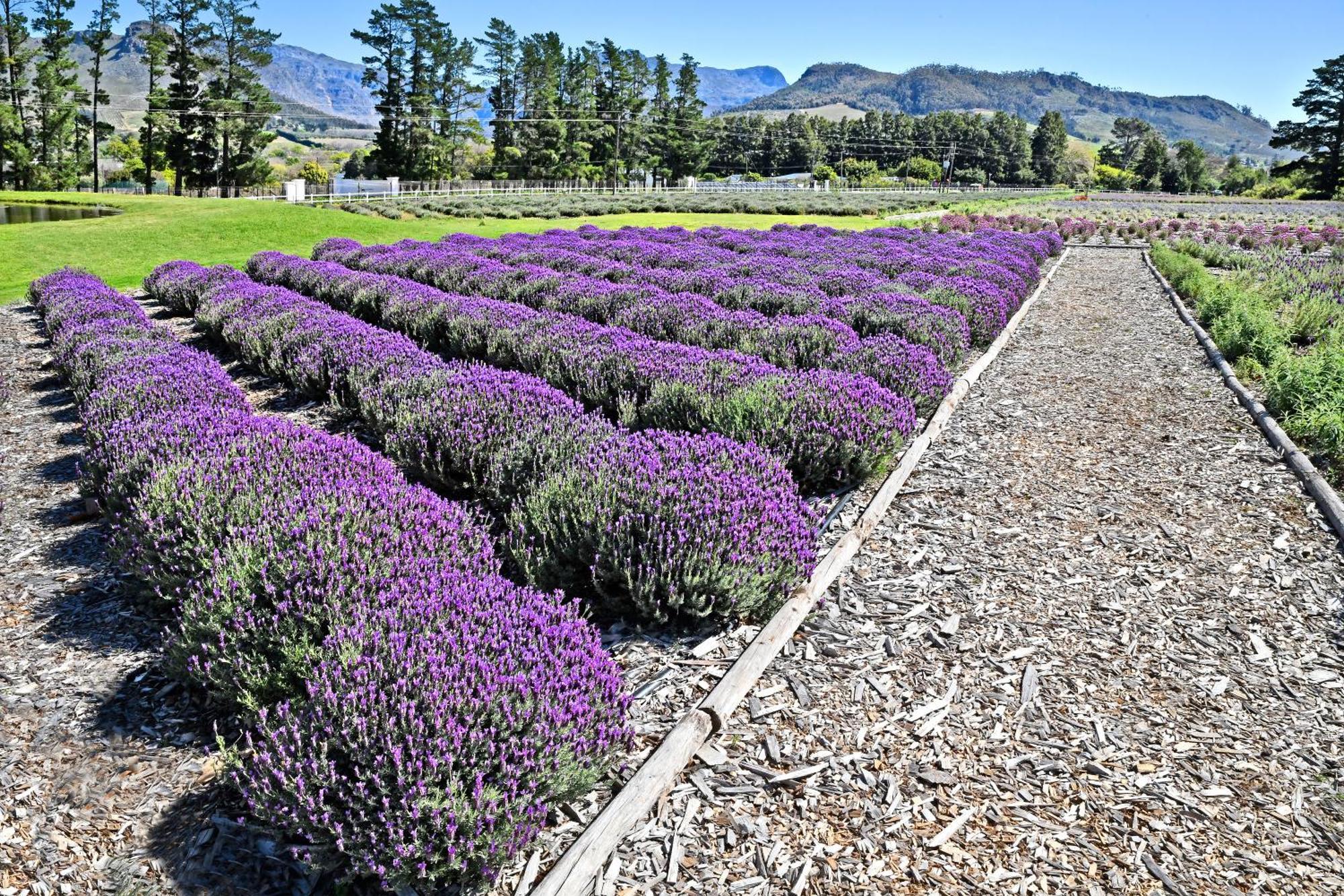 Lavender Farm Boutique Guest House فرانستشوك المظهر الخارجي الصورة