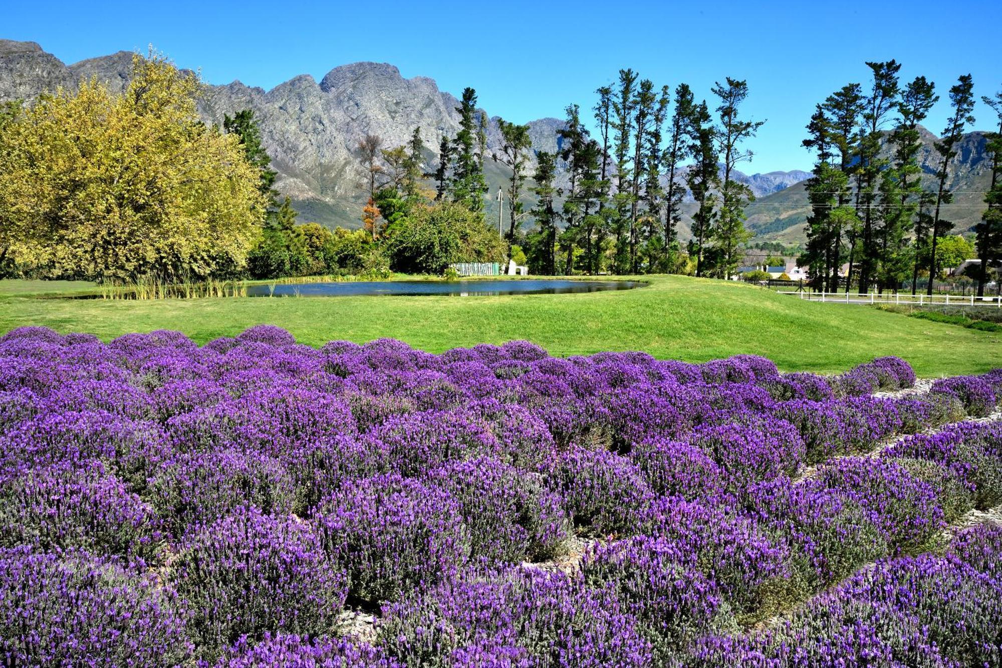 Lavender Farm Boutique Guest House فرانستشوك المظهر الخارجي الصورة