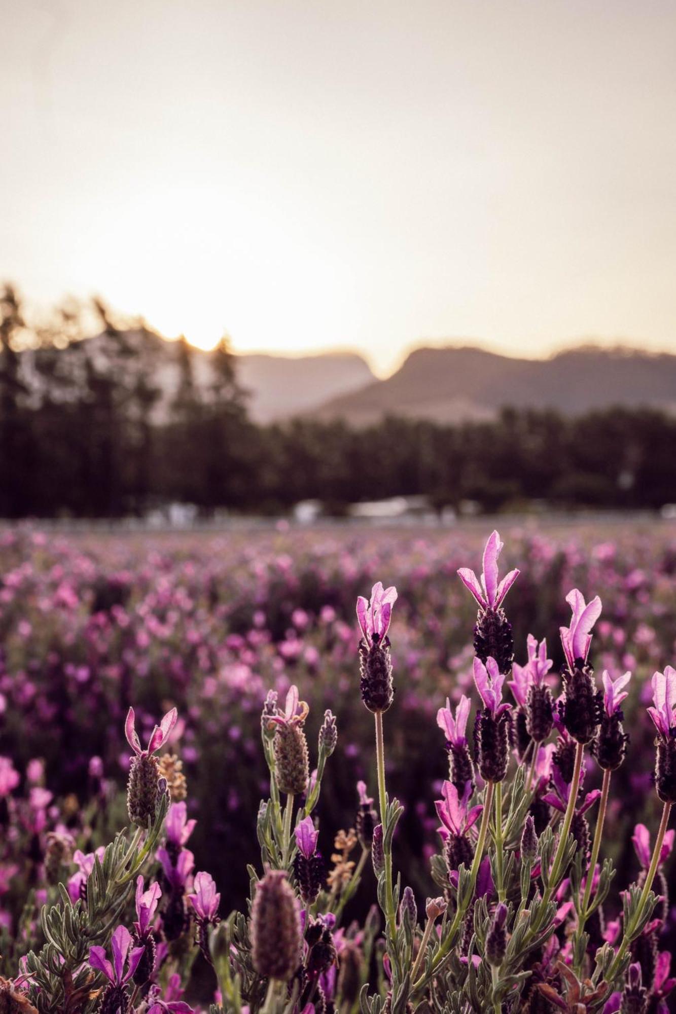 Lavender Farm Boutique Guest House فرانستشوك المظهر الخارجي الصورة