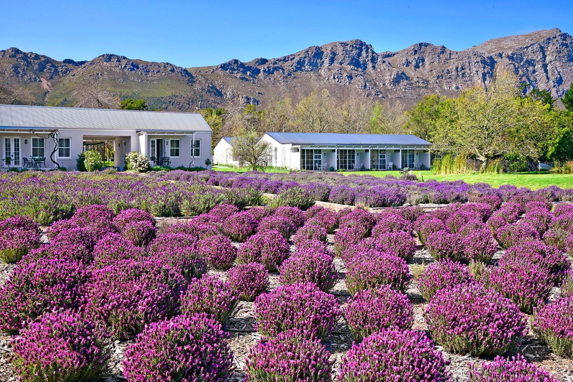 Lavender Farm Boutique Guest House فرانستشوك المظهر الخارجي الصورة