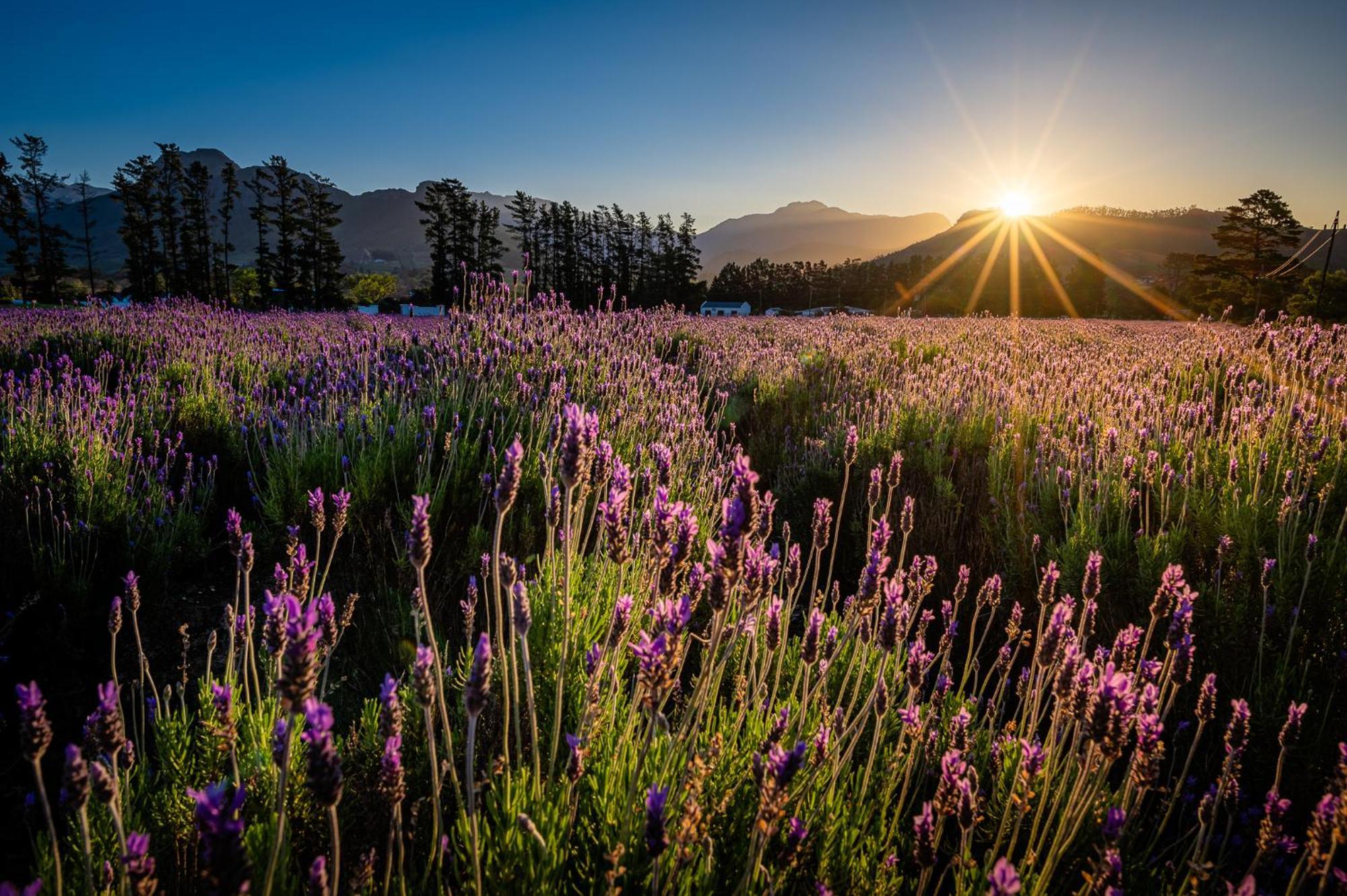 Lavender Farm Boutique Guest House فرانستشوك المظهر الخارجي الصورة