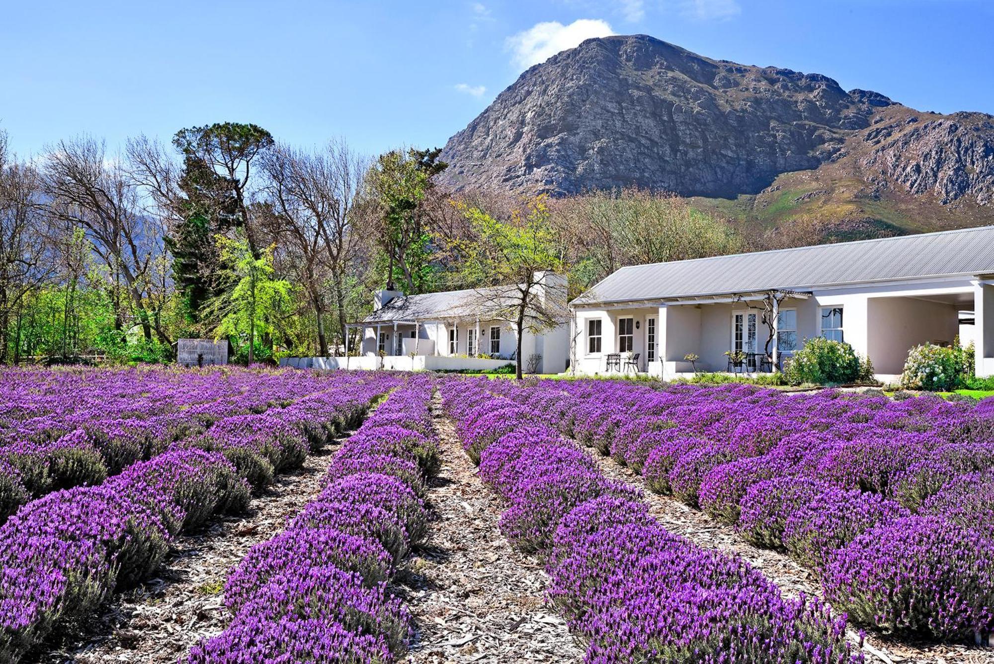 Lavender Farm Boutique Guest House فرانستشوك المظهر الخارجي الصورة