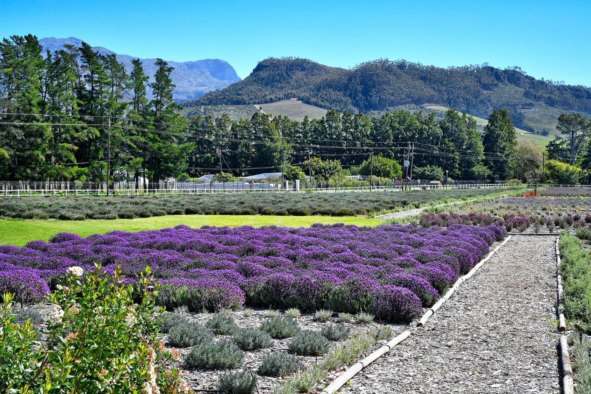 Lavender Farm Boutique Guest House فرانستشوك المظهر الخارجي الصورة